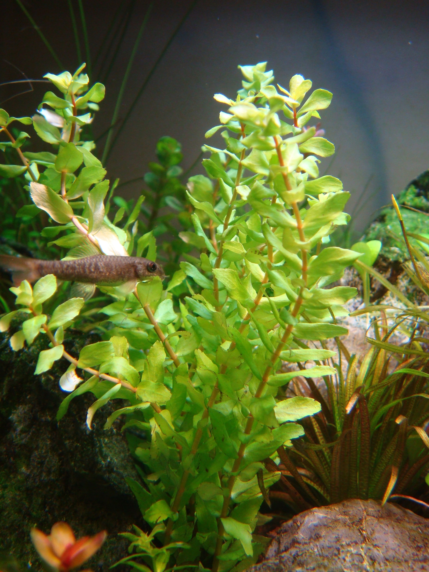 Rotala cf. macrandra Wavy Leave noch emers