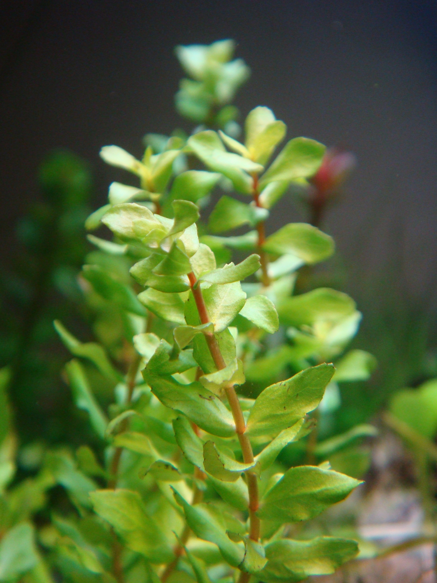 Rotala cf. macrandra Wavy Leave noch emers