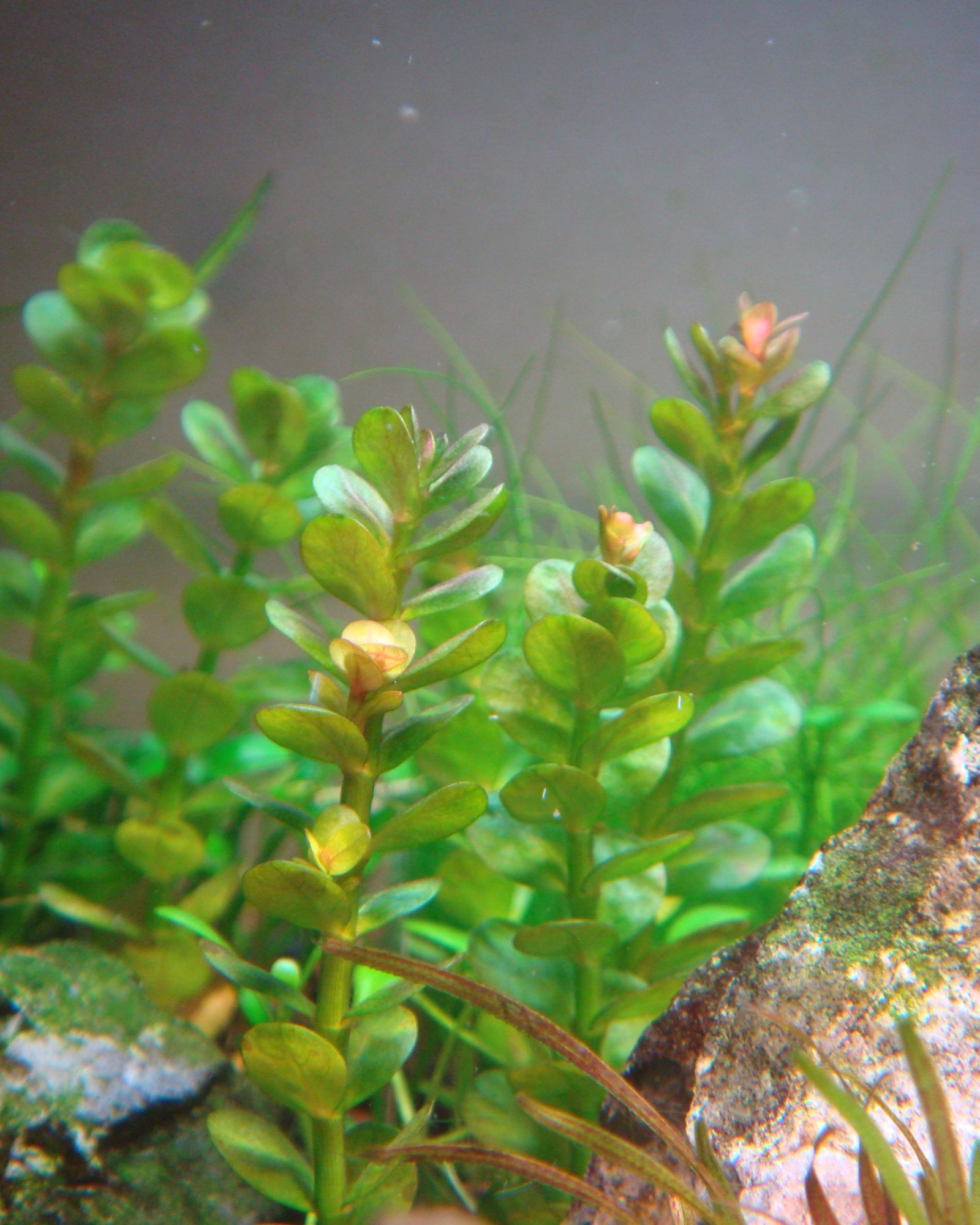 Rotala Indica