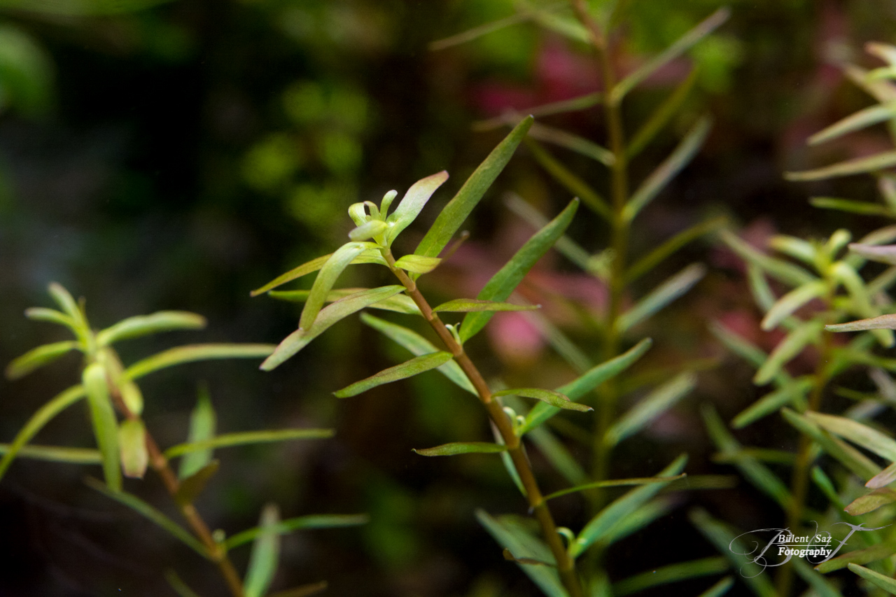 - Rotala -Indonesia