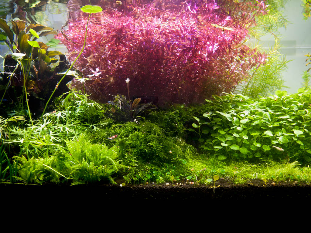 Rotala Macandra Mini Type IV