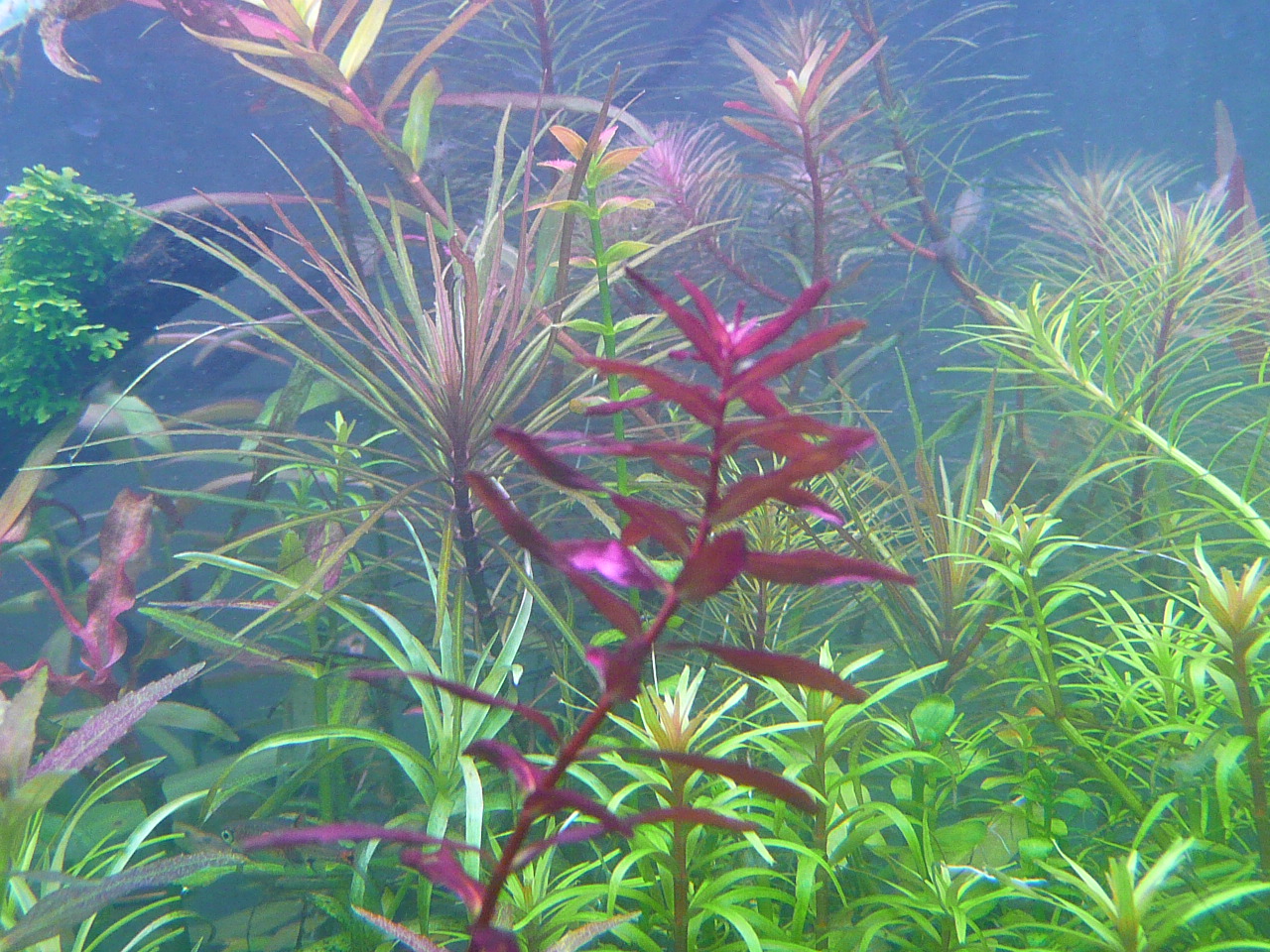 Rotala macranda 'Butterfly' 001