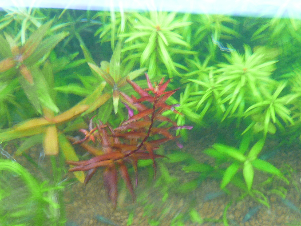 Rotala macranda 'Butterfly' 004