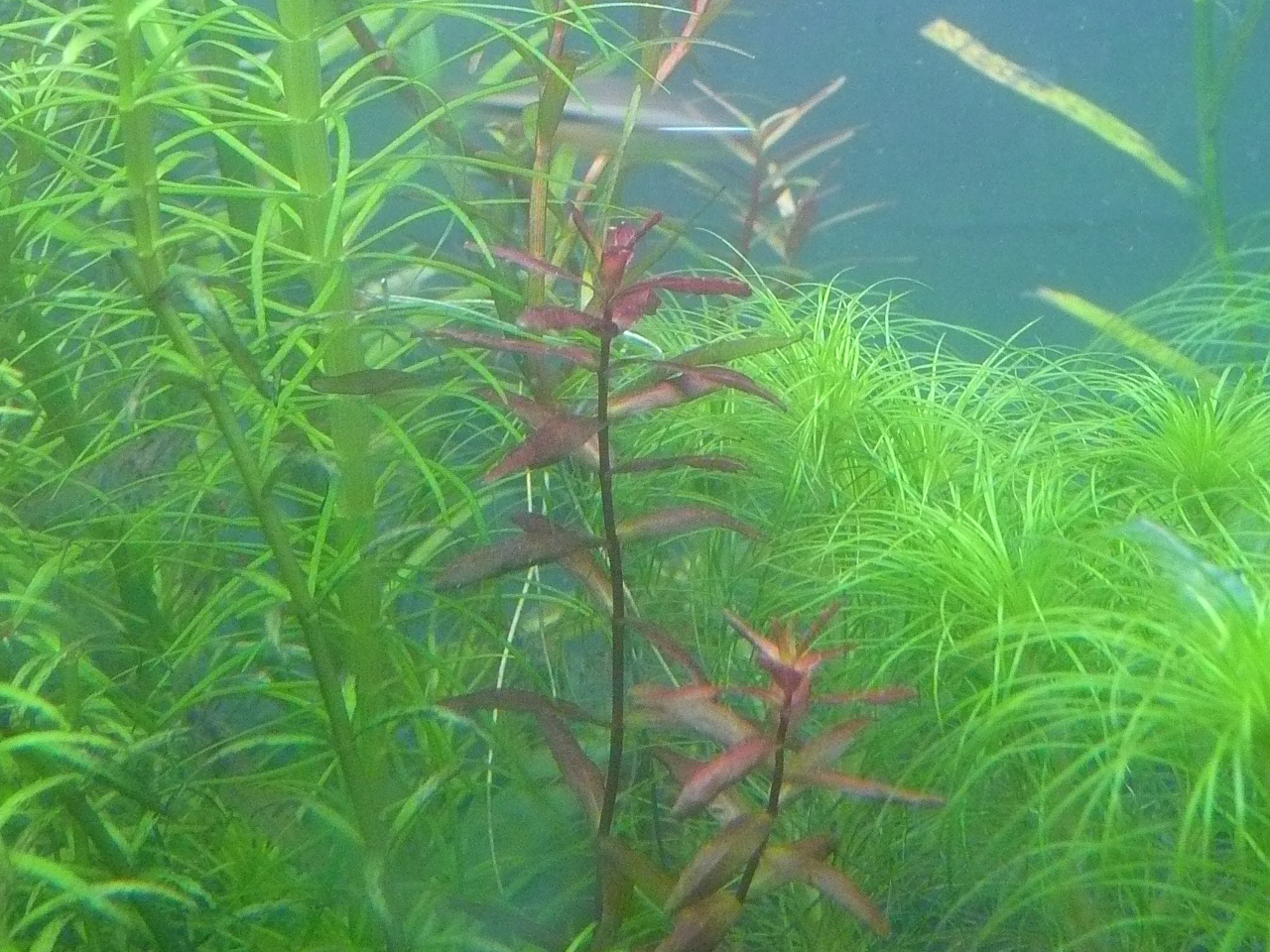 Rotala macranda 'Butterfly'