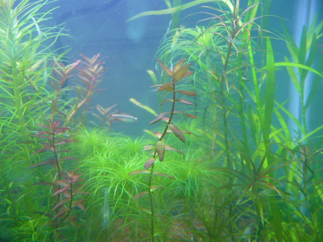 Rotala macranda 'Butterfly'