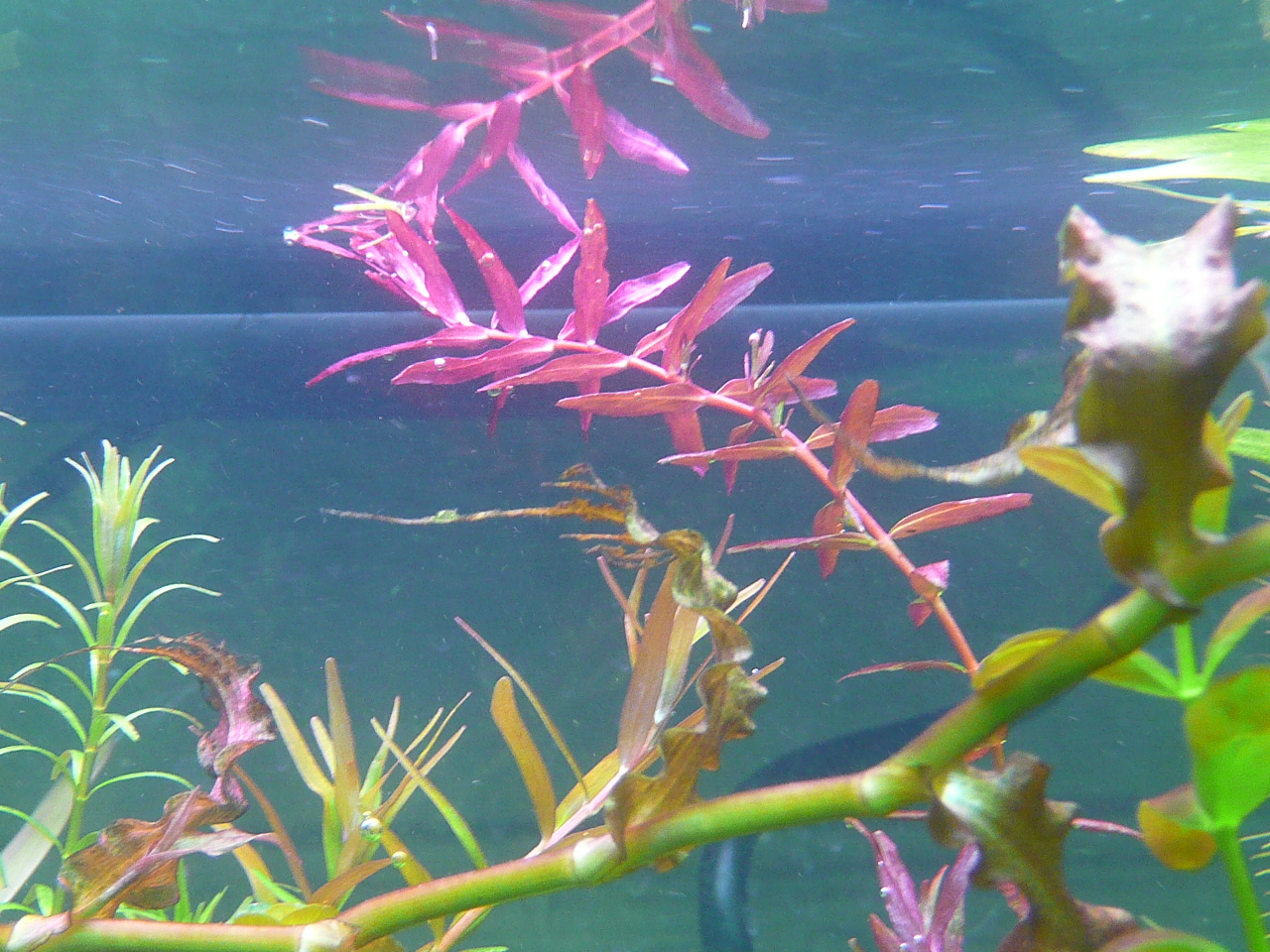 Rotala macranda 'Butterfly'