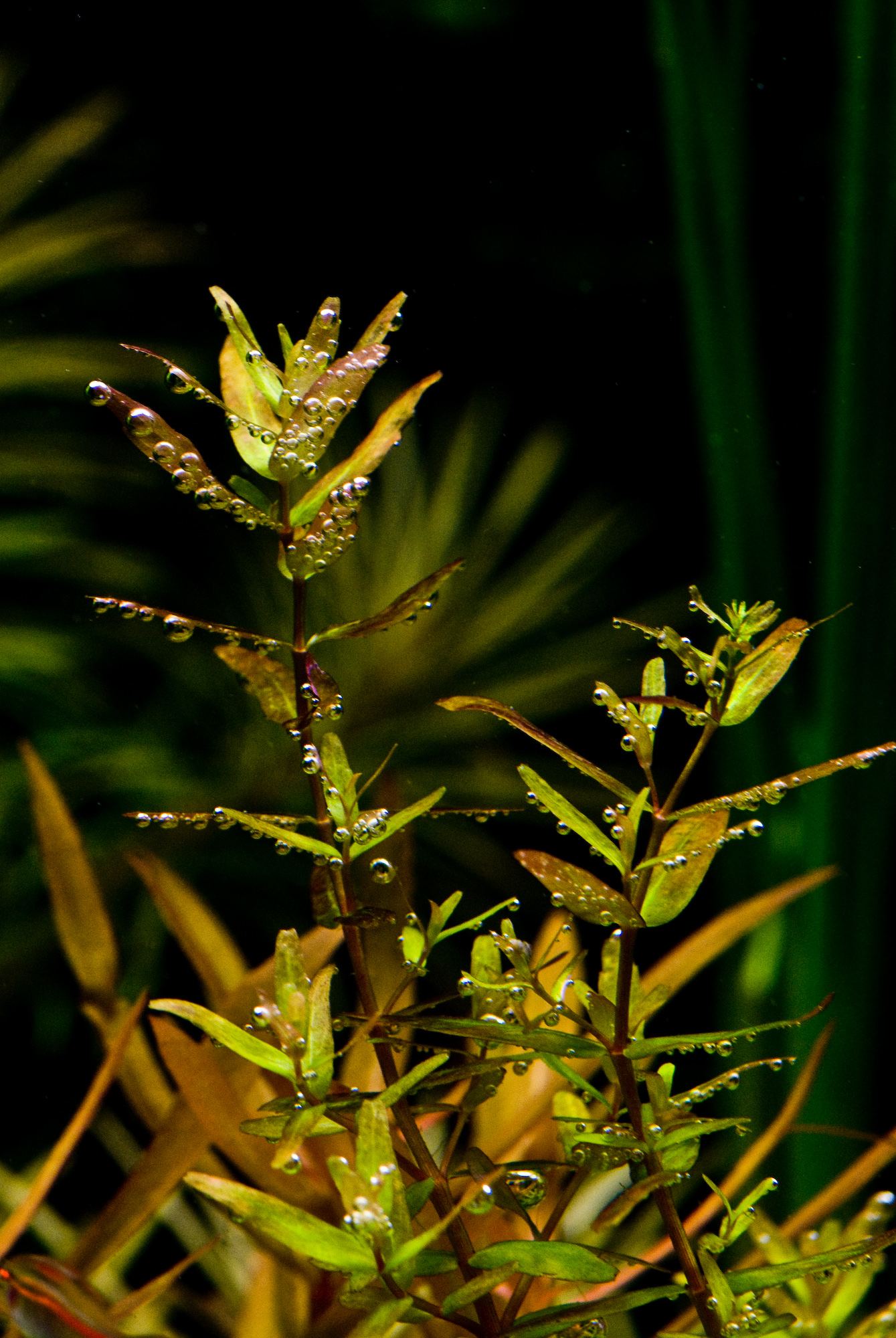 Rotala macrandra green 001