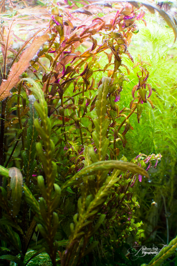 Rotala macrandra Mini Type 2