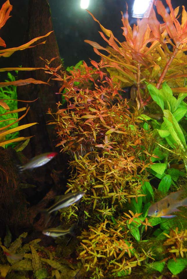 Rotala Macrandra