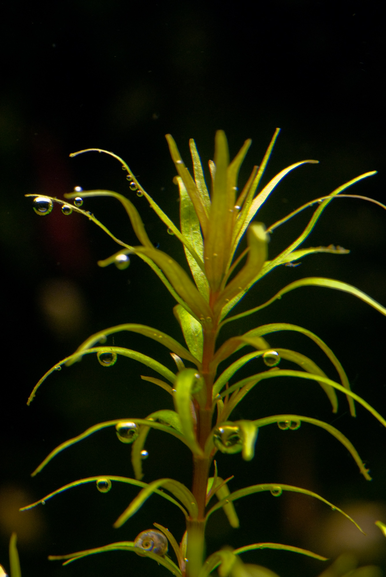 Rotala mexicana araqauia 001