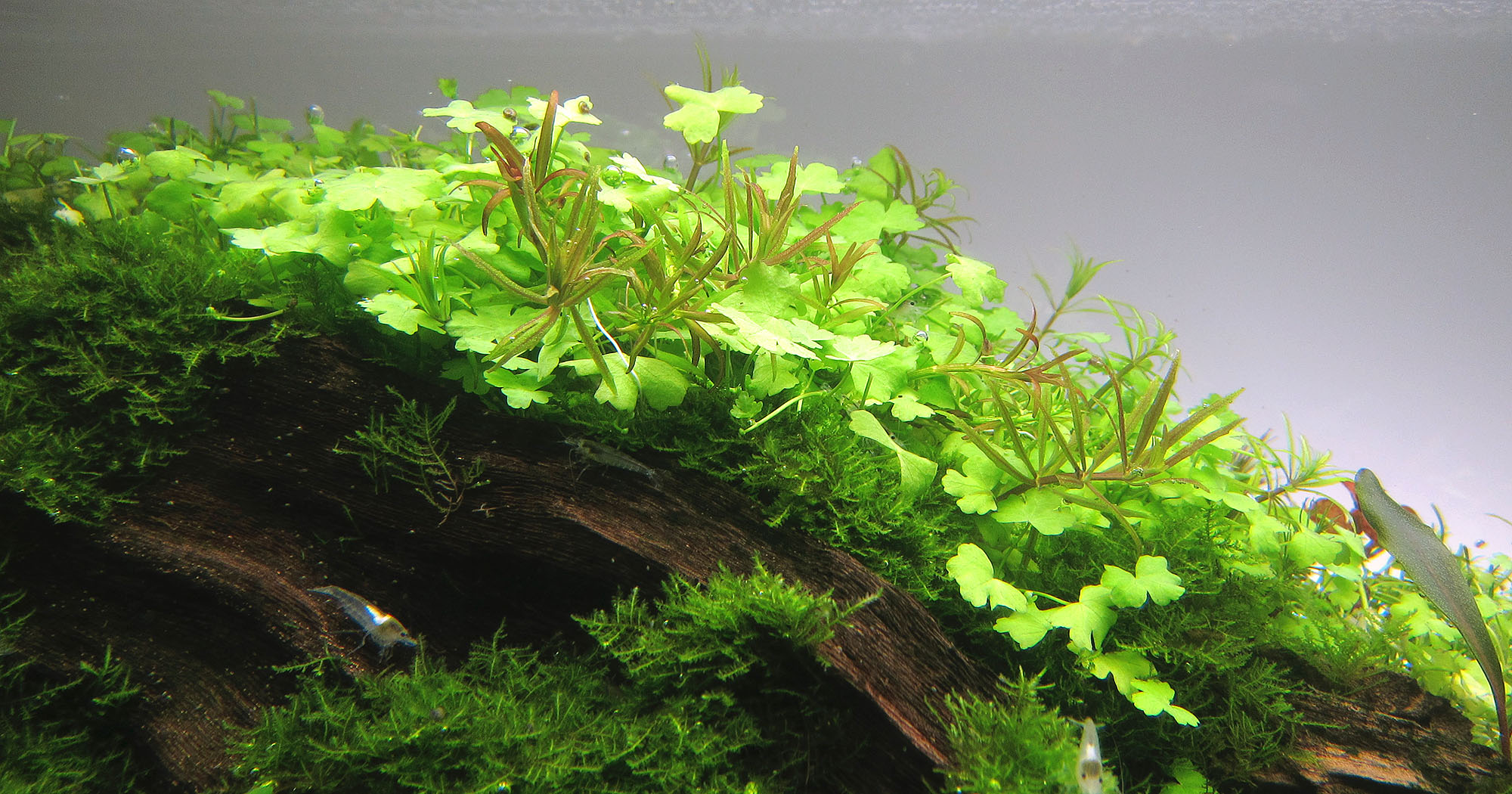 Rotala mexicana &quot;Goiás&quot; &amp; Limnophila sp. &quot;Vietnam&quot;