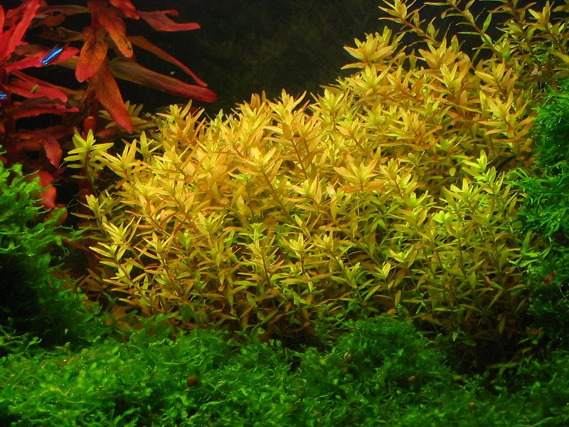 Rotala Rotundifolia 1 - 001