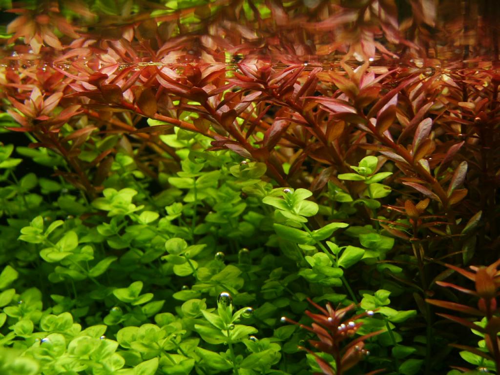 Rotala Rotundifolia