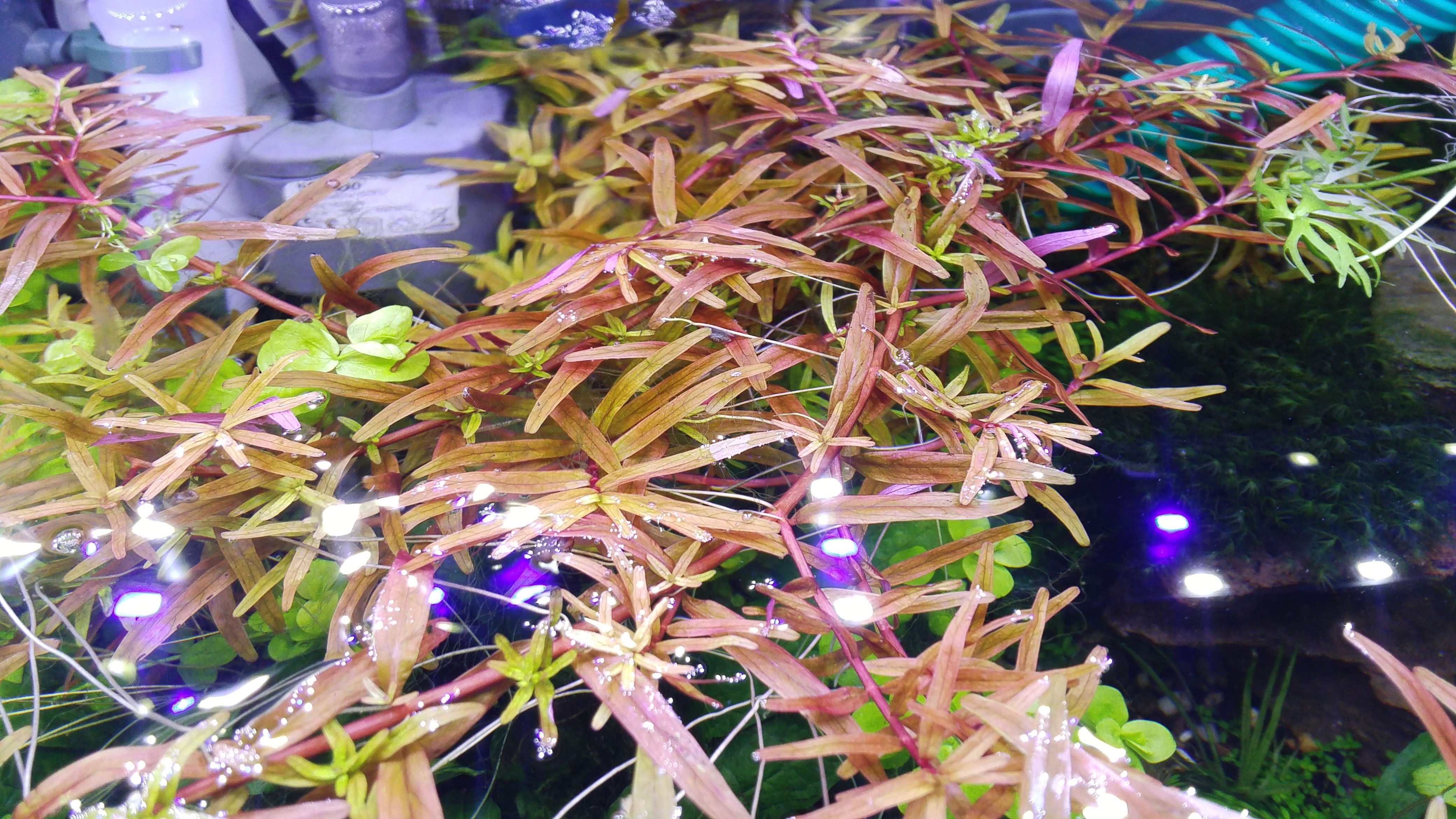 Rotala rotundifolia