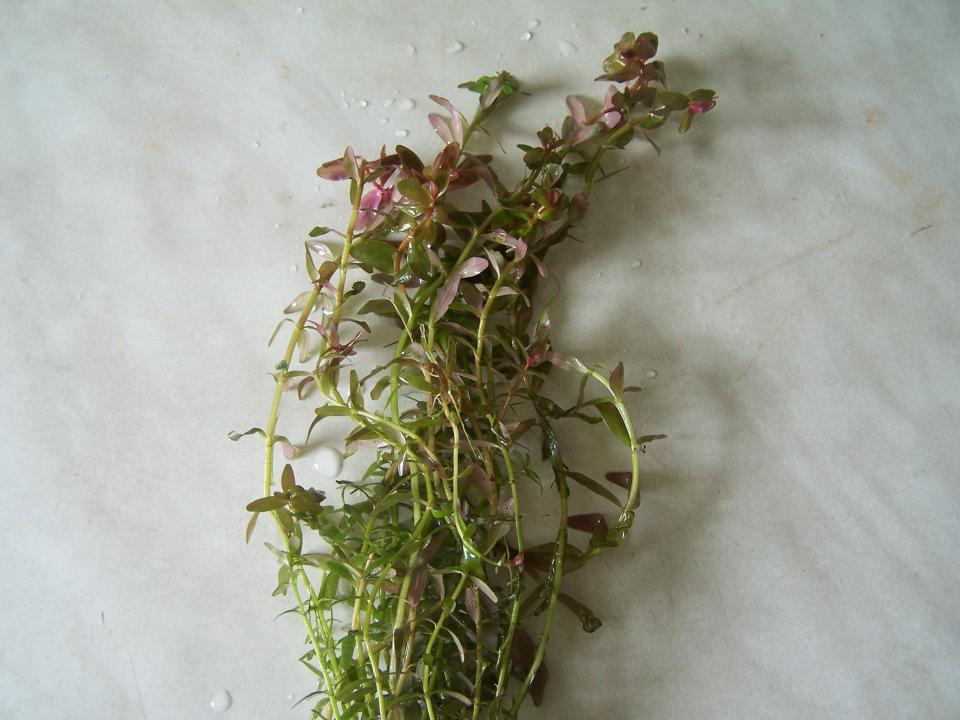 Rotala rotundifolia