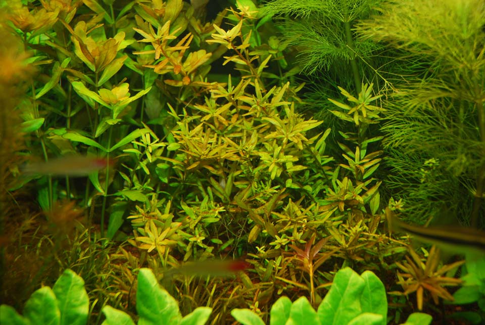 Rotala Rotundifolia