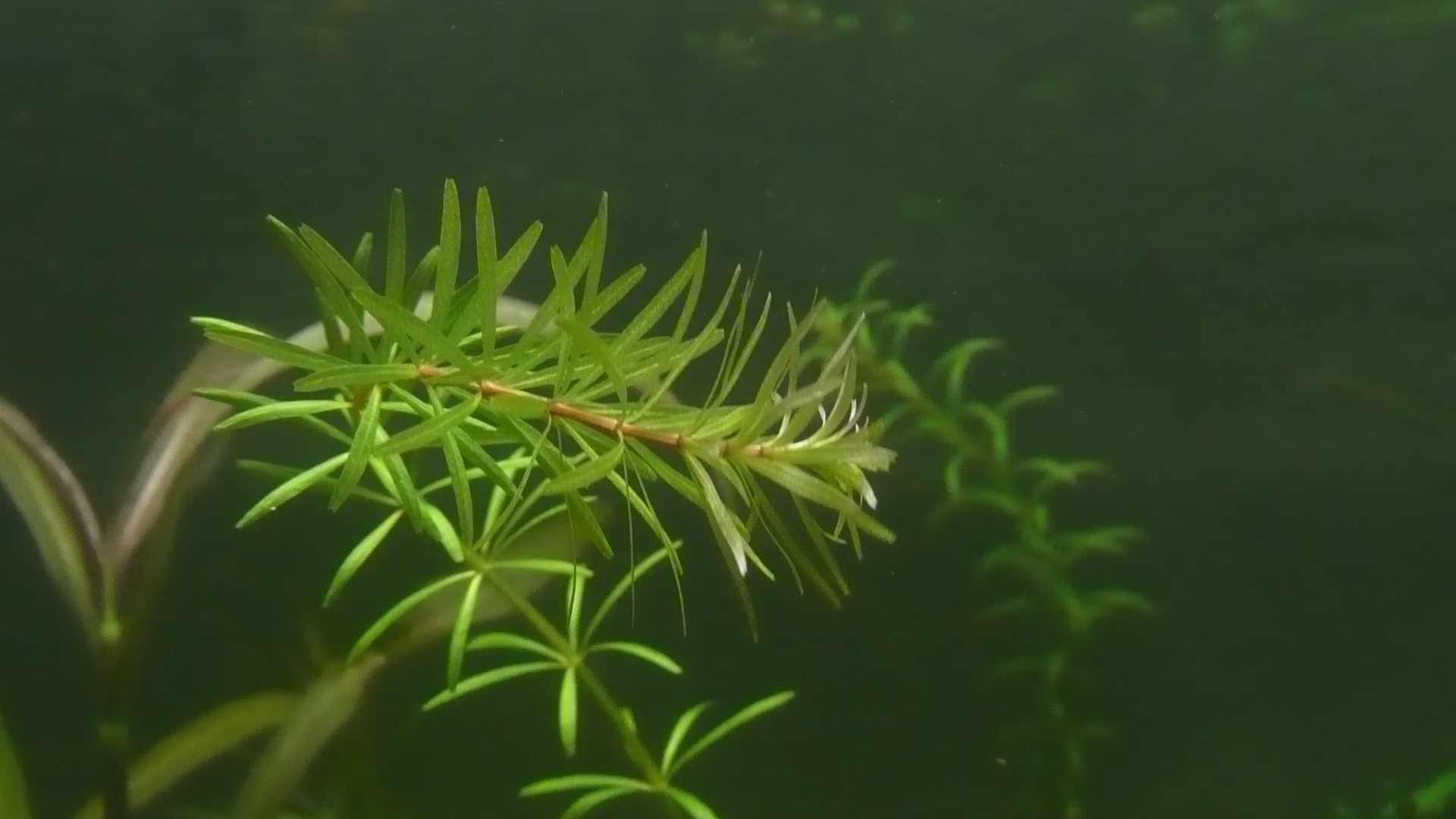 Rotala sp. 'Bangladesh' ...wahrscheinlich ist es R. mexicana...