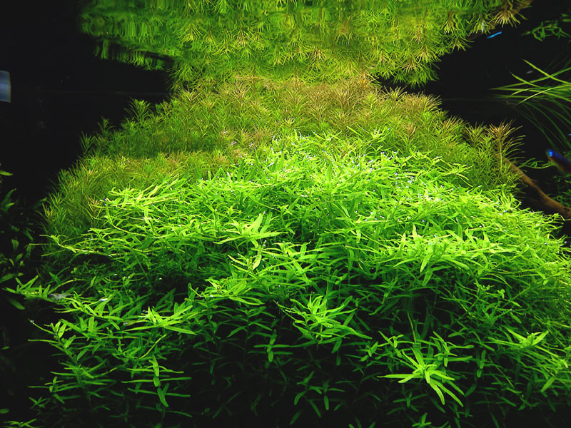 Rotala sp. 'green' &amp; R. sp. 'nanjenshan'