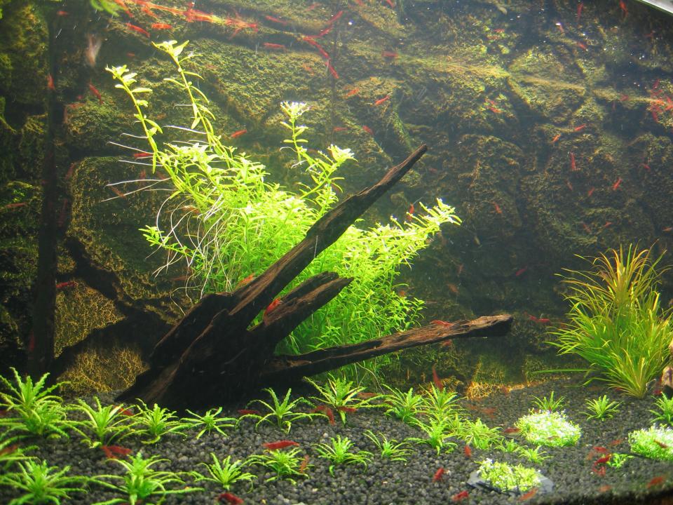 Rotala Sp. Green