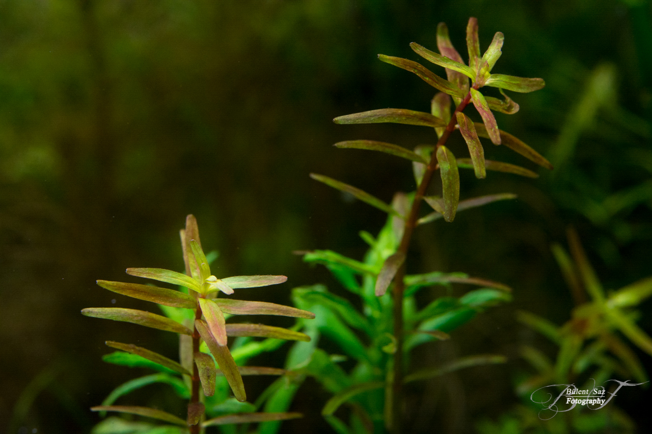 - Rotala -sp. 'H' Giala Vietnam