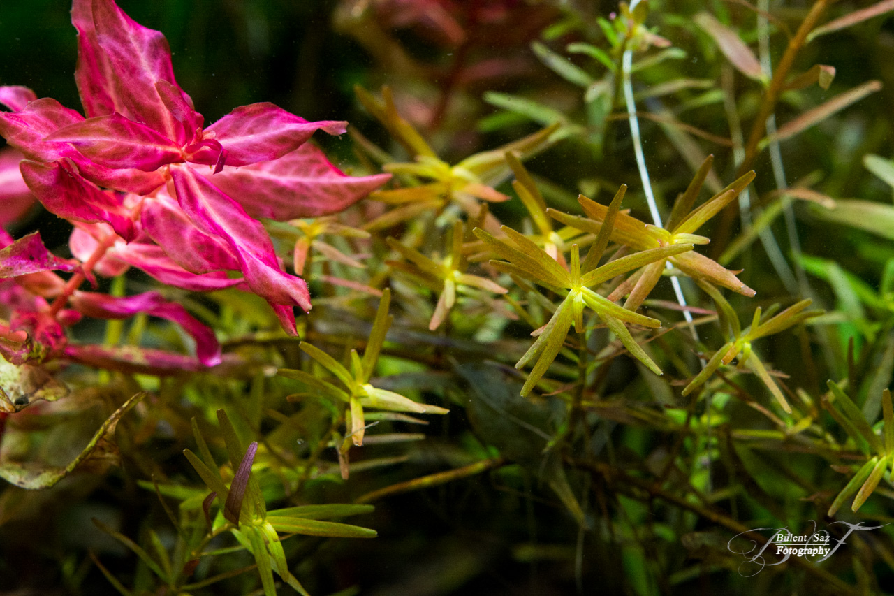 - Rotala -sp. Hongkong