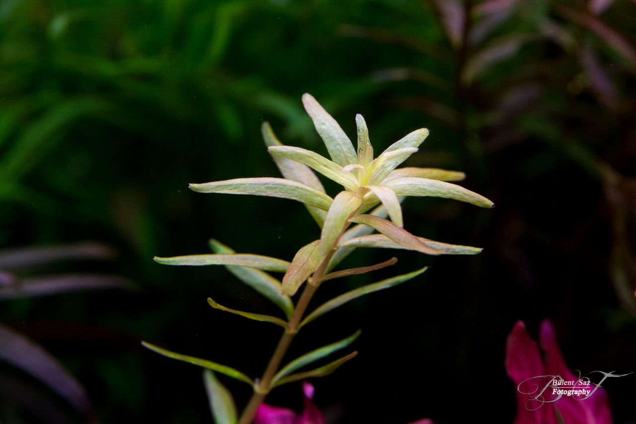 - Rotala sp. Loung Namta Laos