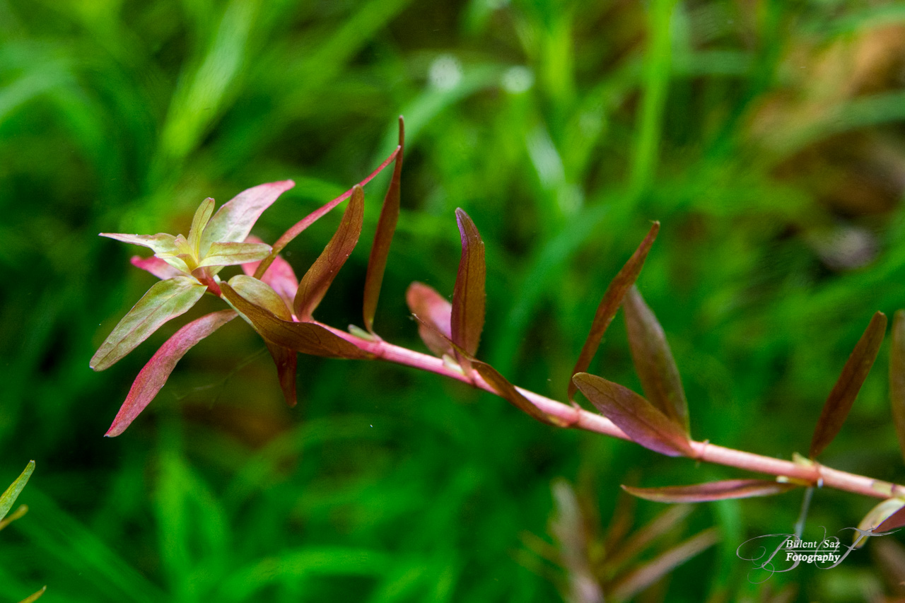 - Rotala -sp. Myanmar