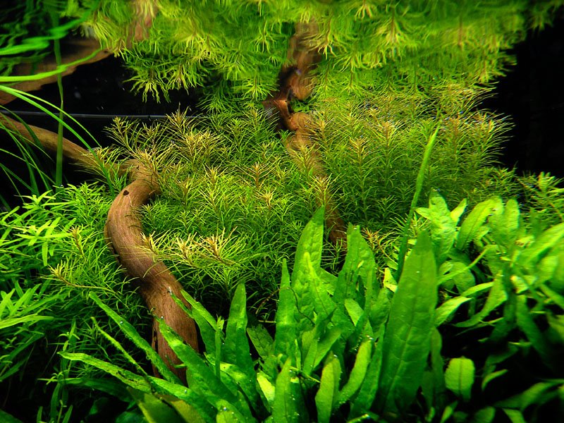 Rotala sp. 'Nanjenshan'