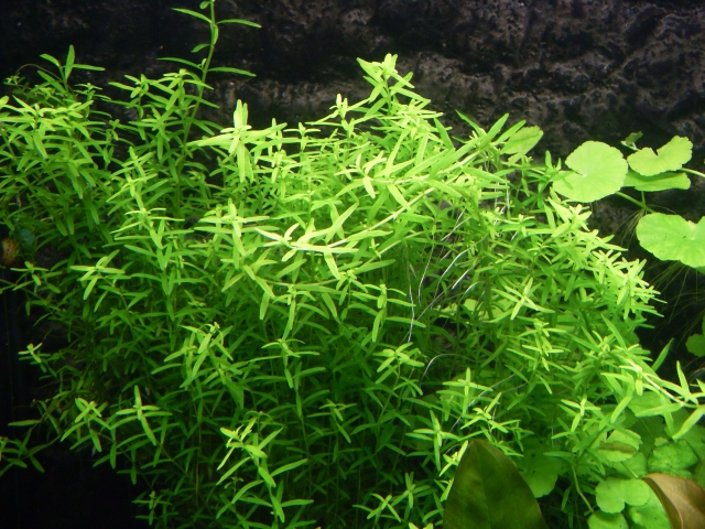 Rotala Sp. &quot;green&quot;