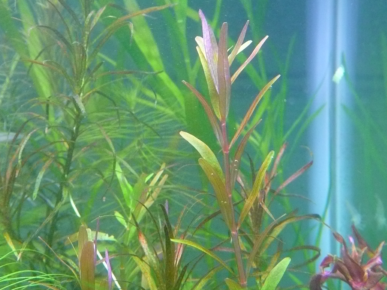 Rotala sp. 'Singapore'