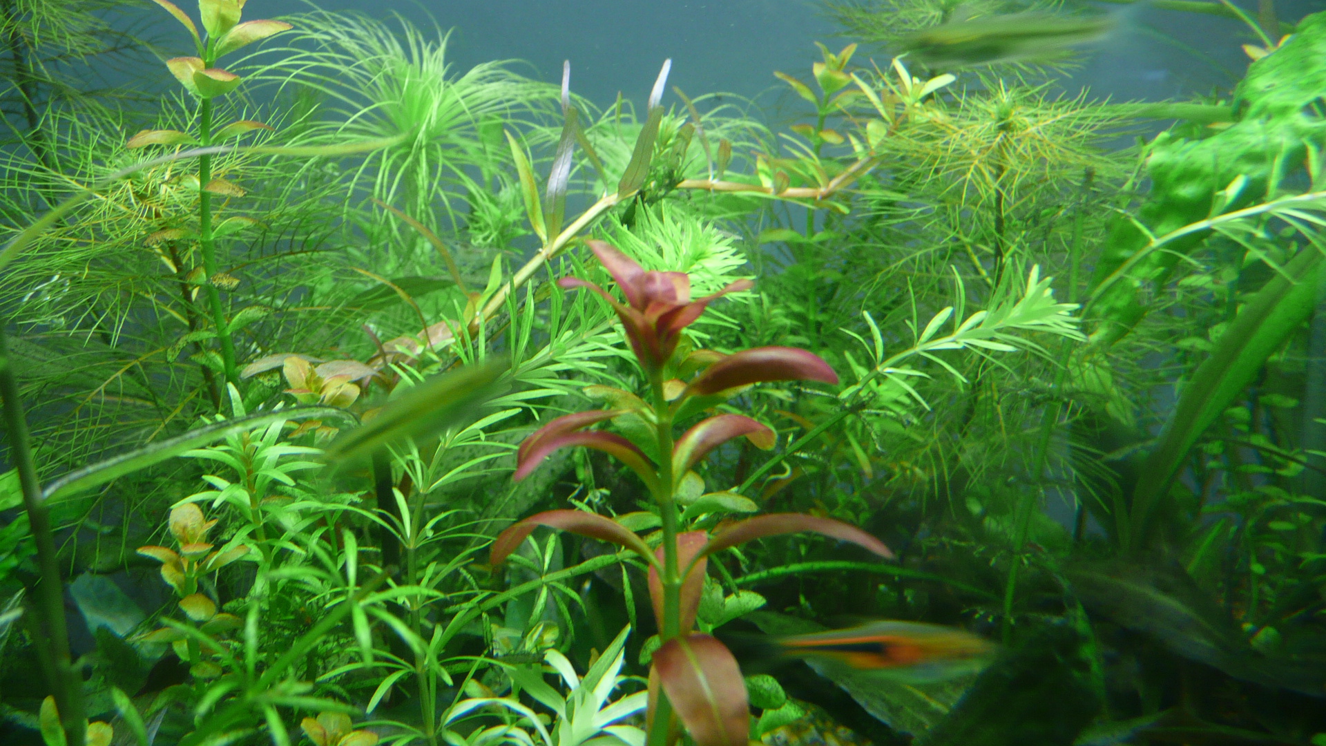 Rotala sp. 'Sunset'