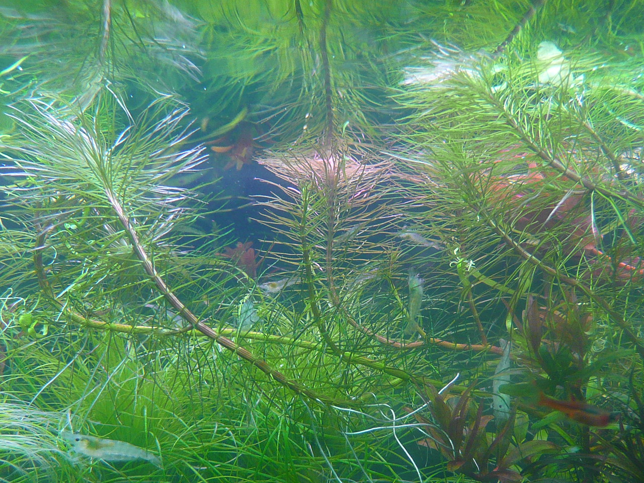 Rotala sp. 'Thailand'