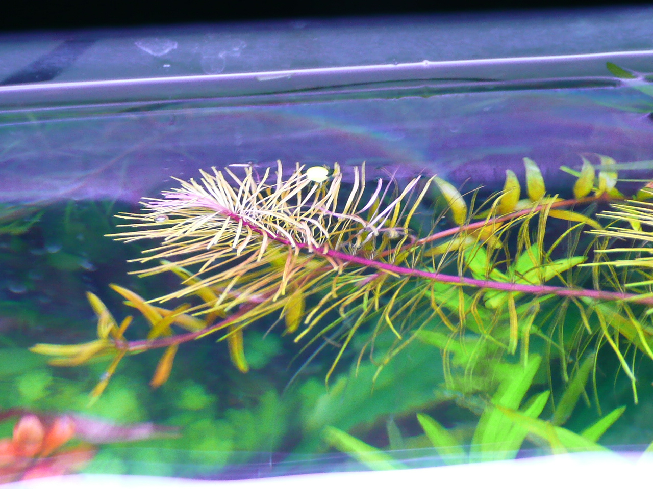 Rotala sp. 'Viet Nam'