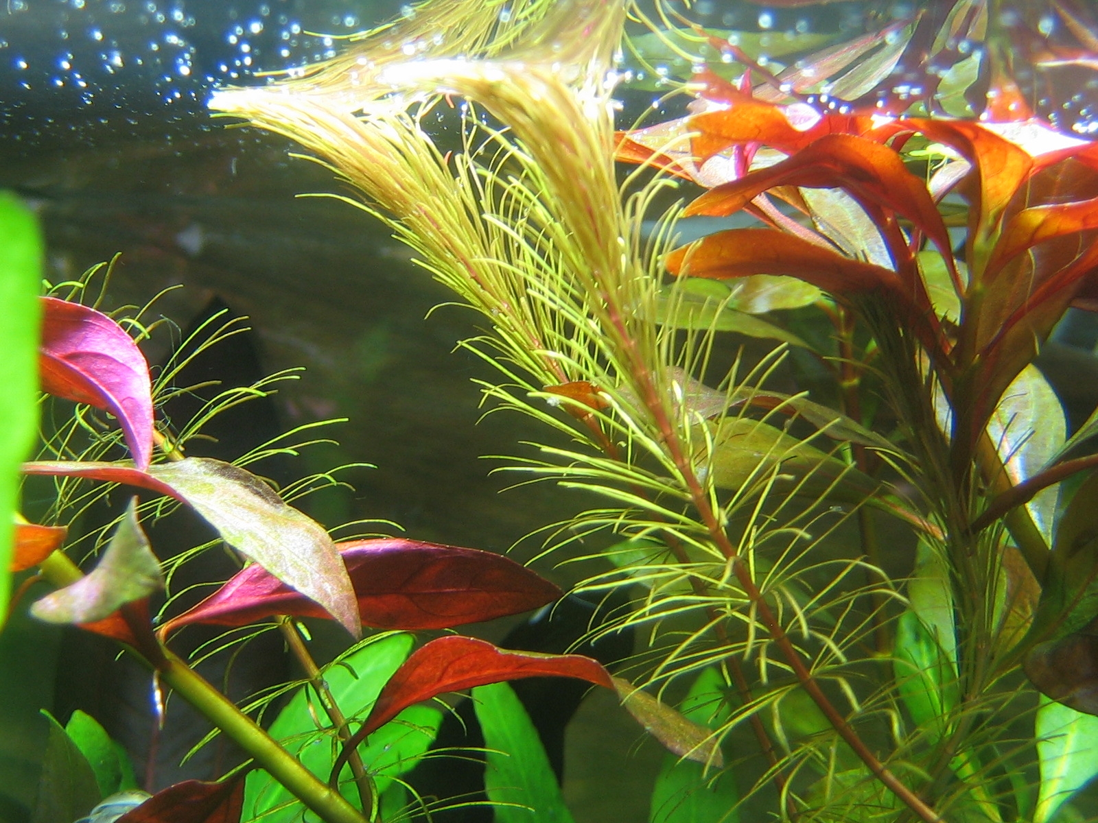 Rotala spec. Enie