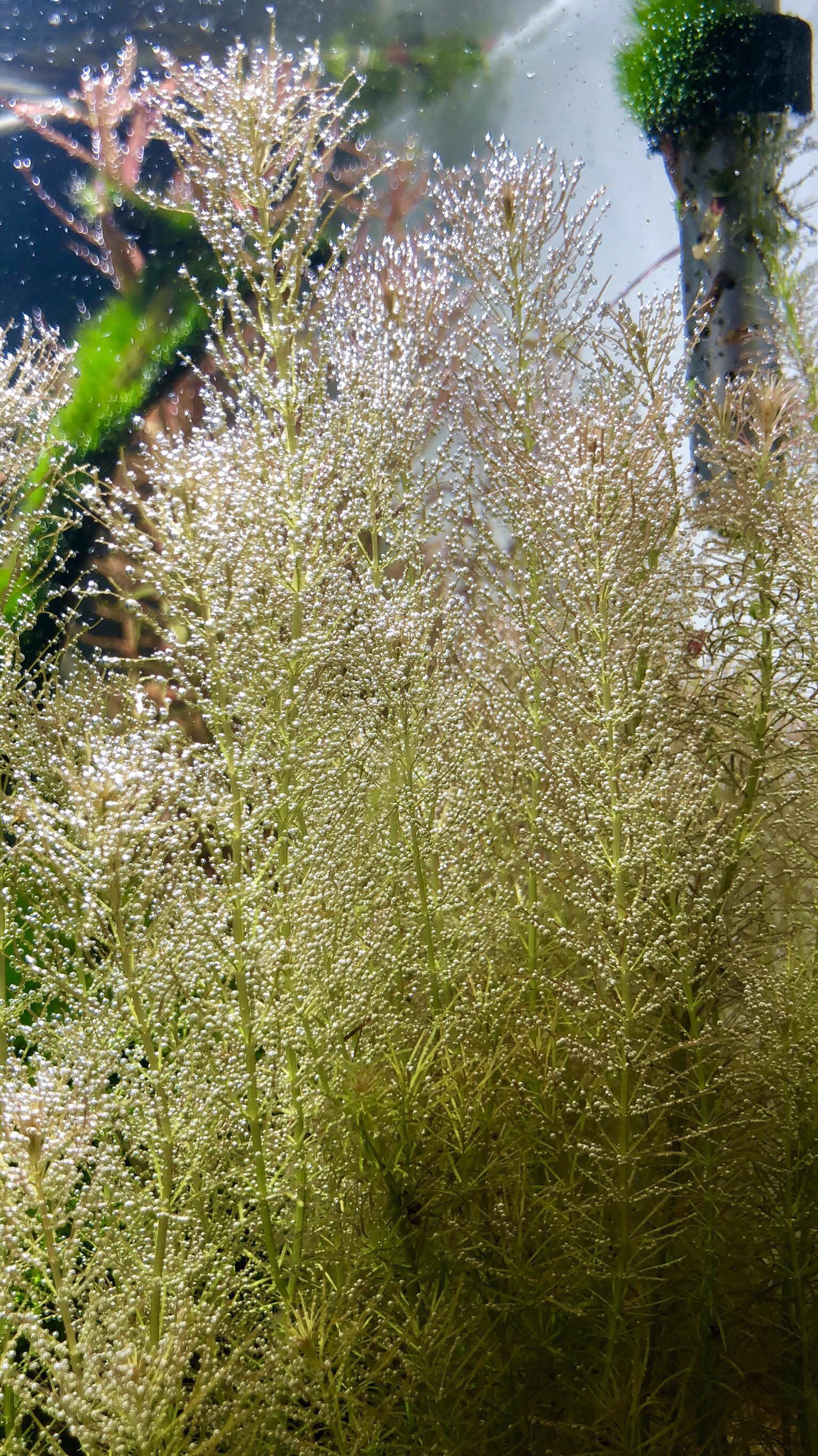 rotala-wallichii