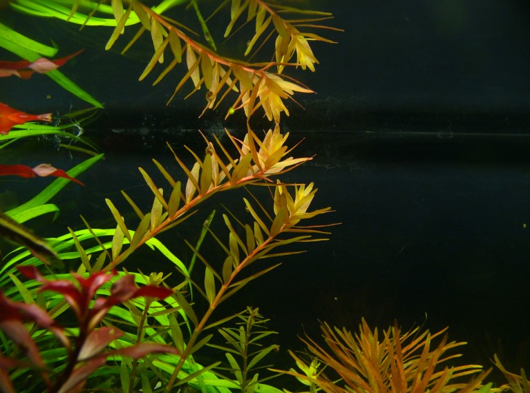 Rotala