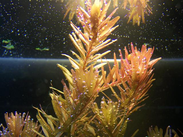 Rotala