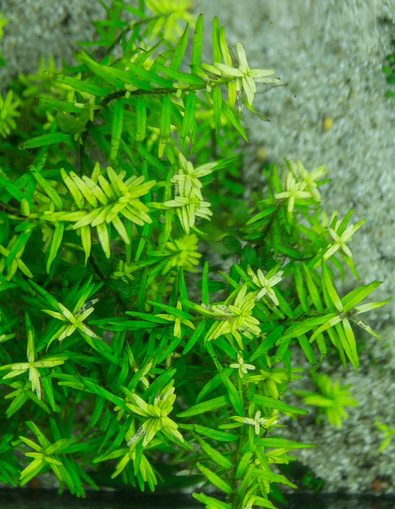 Rotala