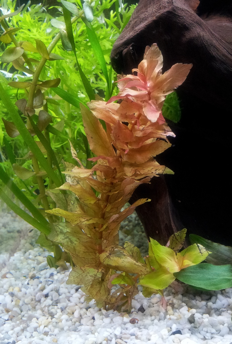 rotala