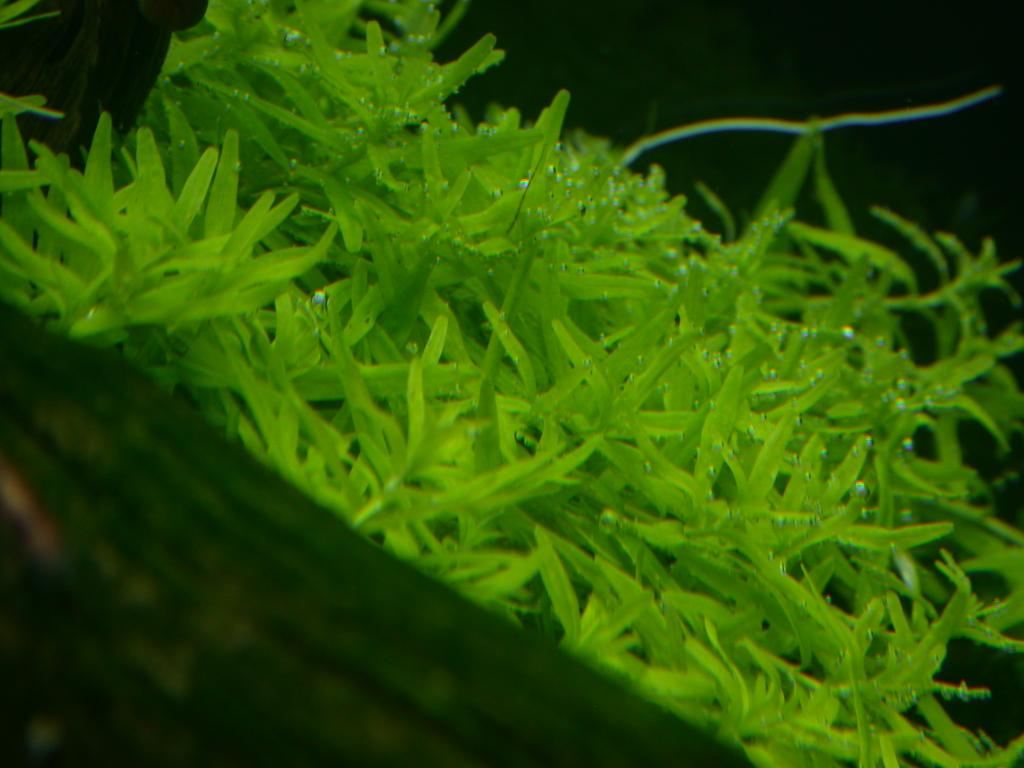 Rotala