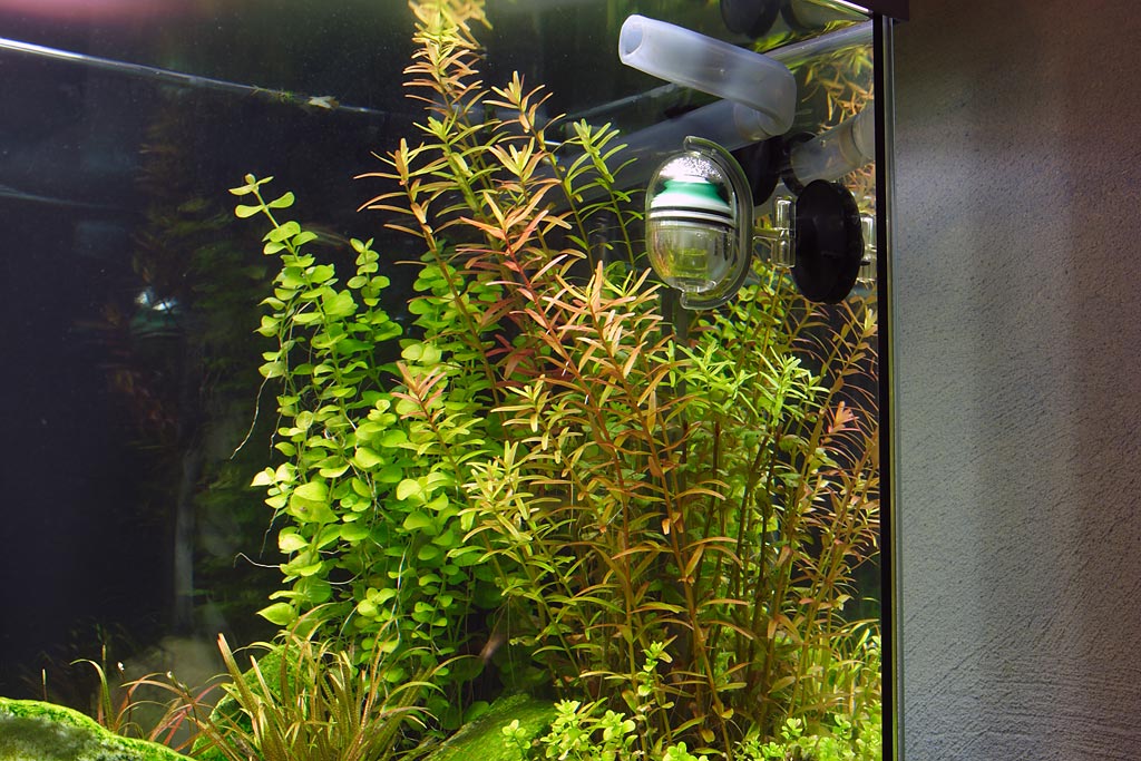 Rotala