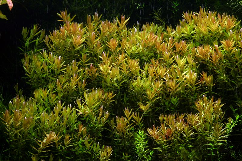 Rotala