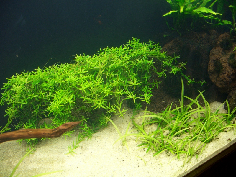 Rotala