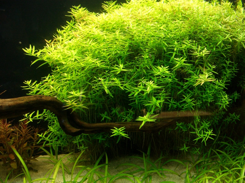 Rotala