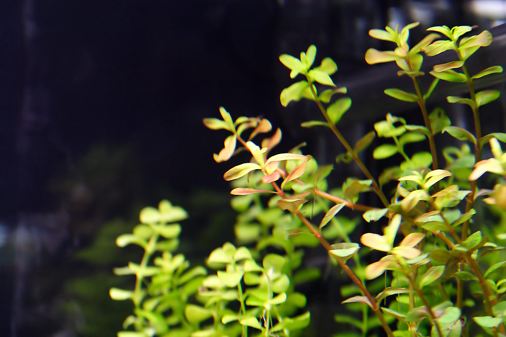 Rotala1