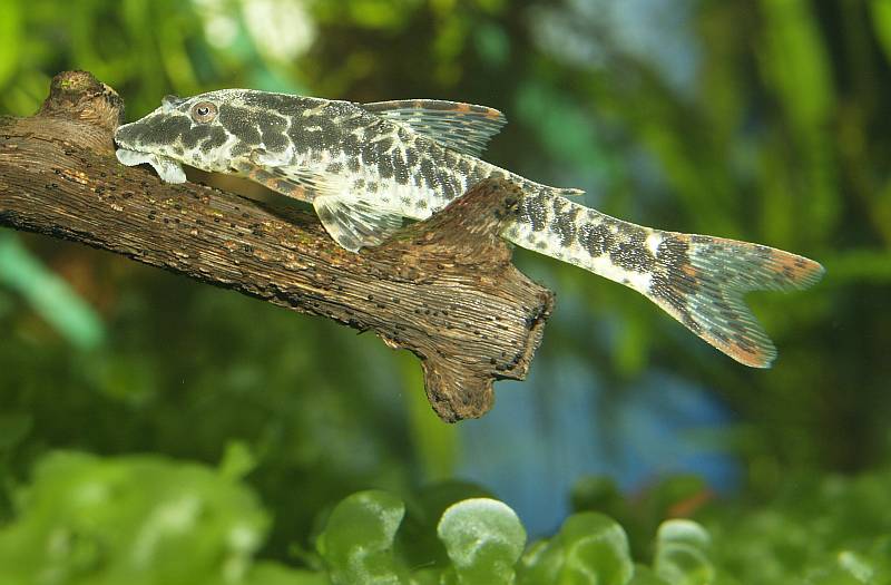 Rotflossen Otocinclus - 001