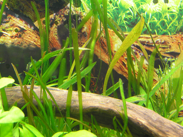 Sagittaria &amp; Vallisneria