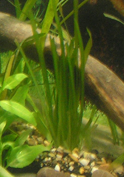 Sagittaria Bündel