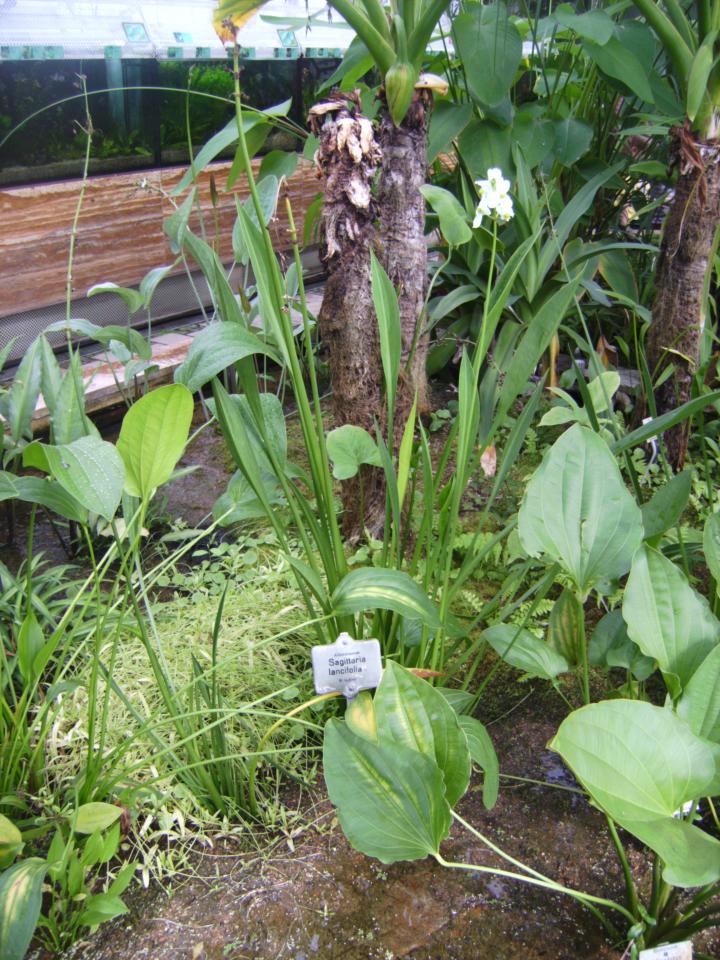 Sagittaria Lancifolia