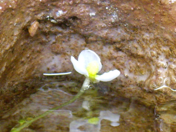 Sagittaria Subulata 2